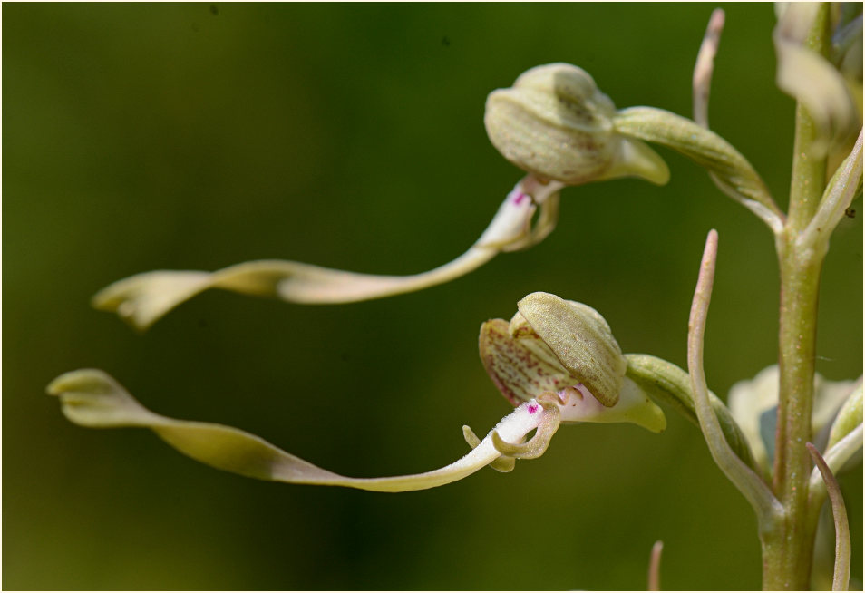 Bocks-Riemenzunge (Himantoglossum hircinum)