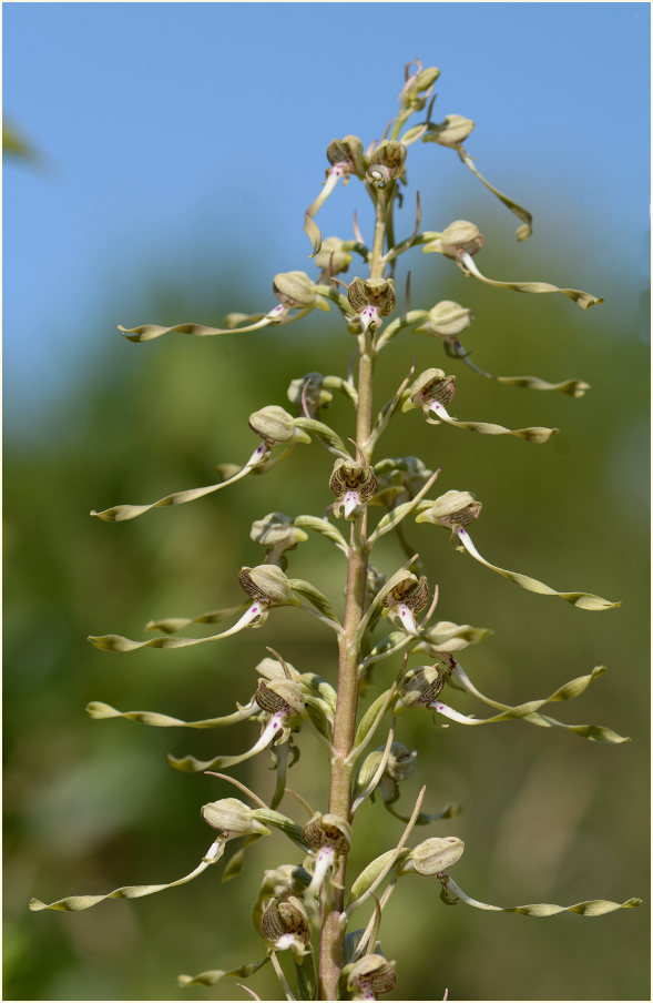 Bocks-Riemenzunge (Himantoglossum hircinum)