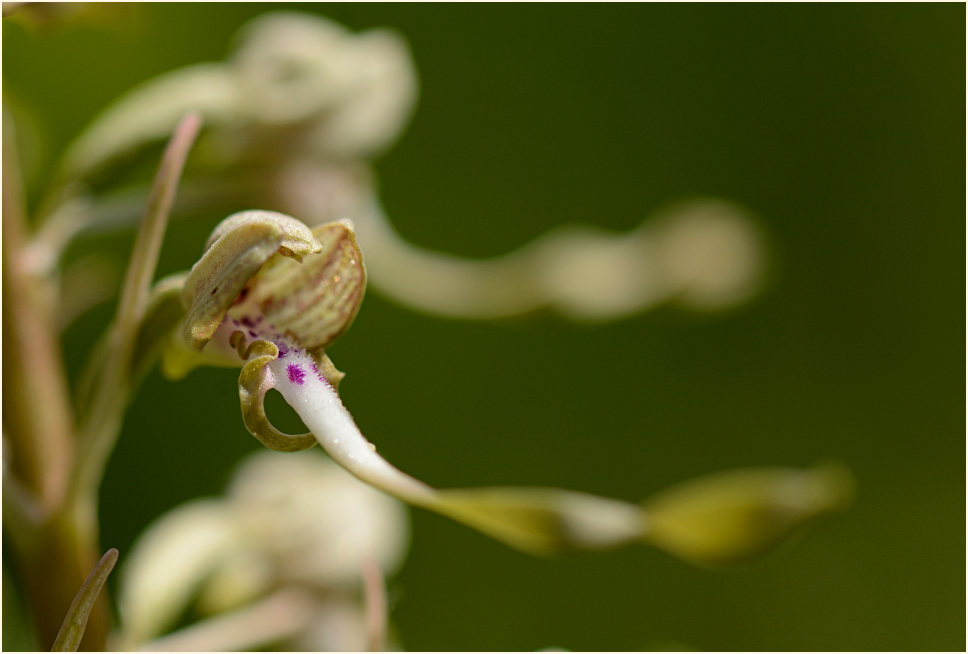 Bocks-Riemenzunge (Himantoglossum hircinum)