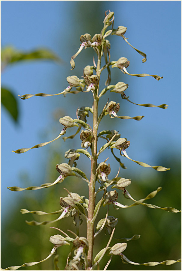 Bocks-Riemenzunge (Himantoglossum hircinum)