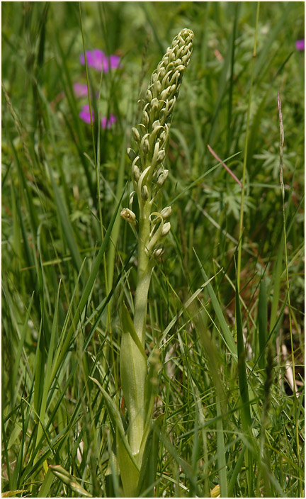 Bocks-Riemenzunge (Himantoglossum hircinum)