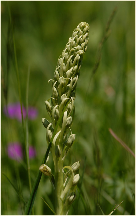 Bocks-Riemenzunge (Himantoglossum hircinum)