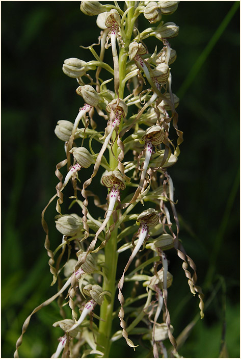 Bocks-Riemenzunge (Himantoglossum hircinum)