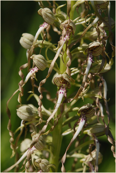 Bocks-Riemenzunge (Himantoglossum hircinum)