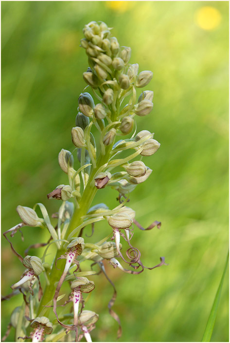 Bocks-Riemenzunge (Himantoglossum hircinum)