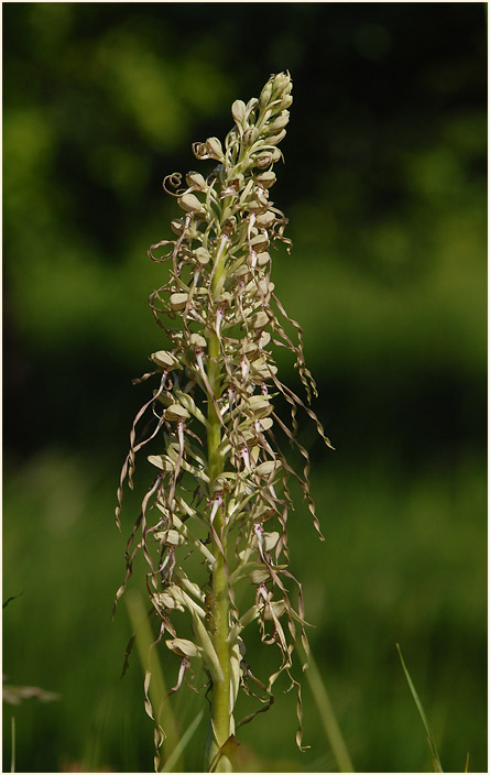 Bocks-Riemenzunge (Himantoglossum hircinum)