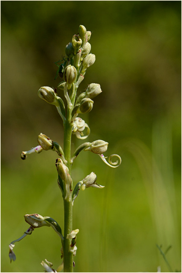 Bocks-Riemenzunge (Himantoglossum hircinum)