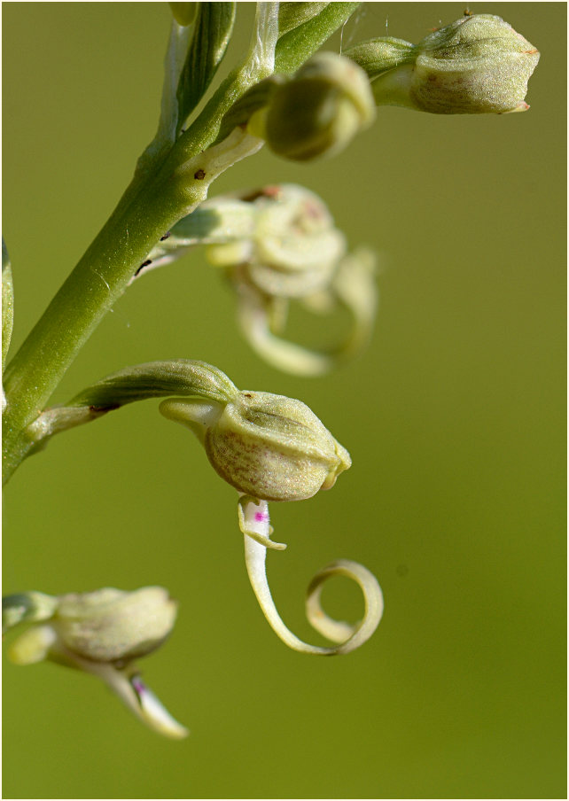 Bocks-Riemenzunge (Himantoglossum hircinum)