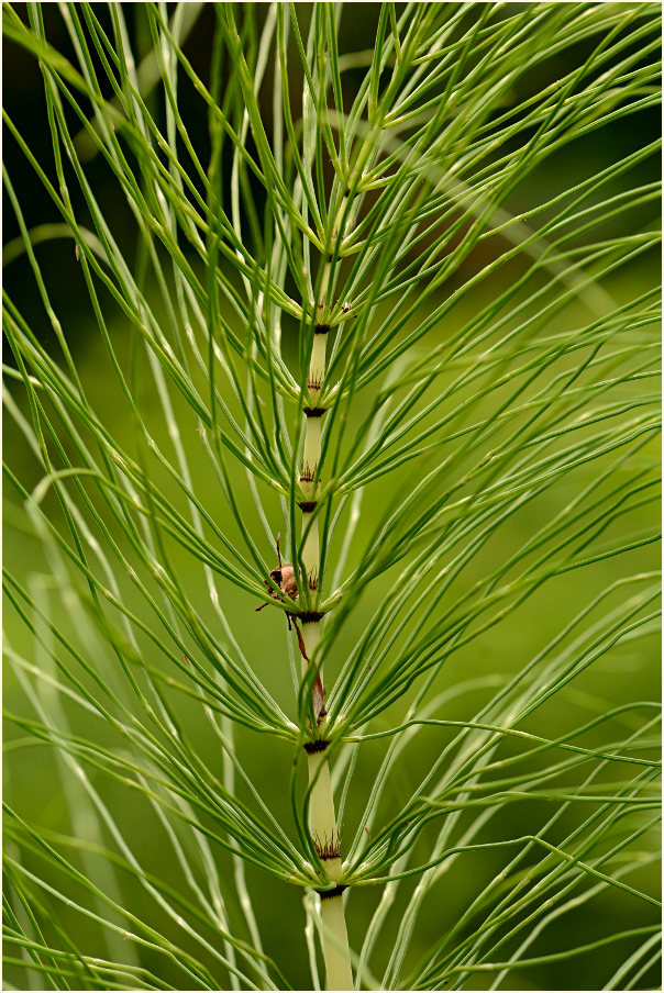 Riesen-Schachtelhalm (Equisetum telmateia)