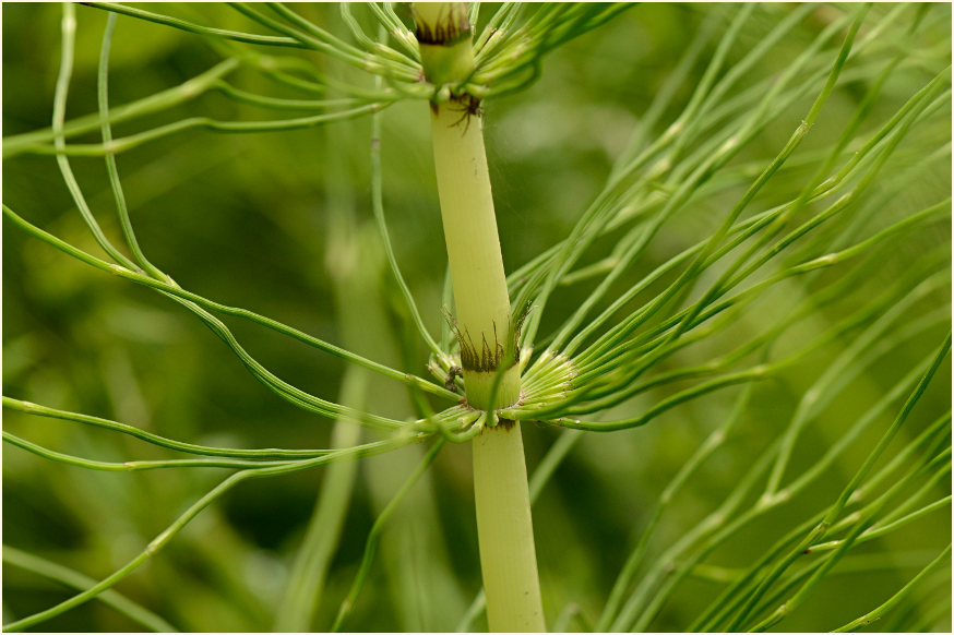 Riesen-Schachtelhalm (Equisetum telmateia)