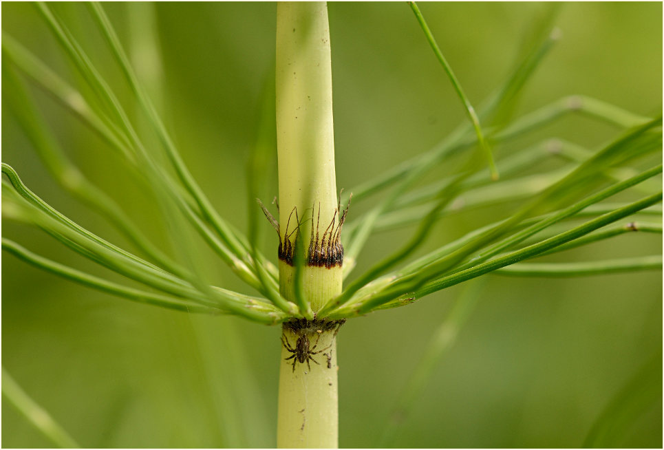 Riesen-Schachtelhalm (Equisetum telmateia)