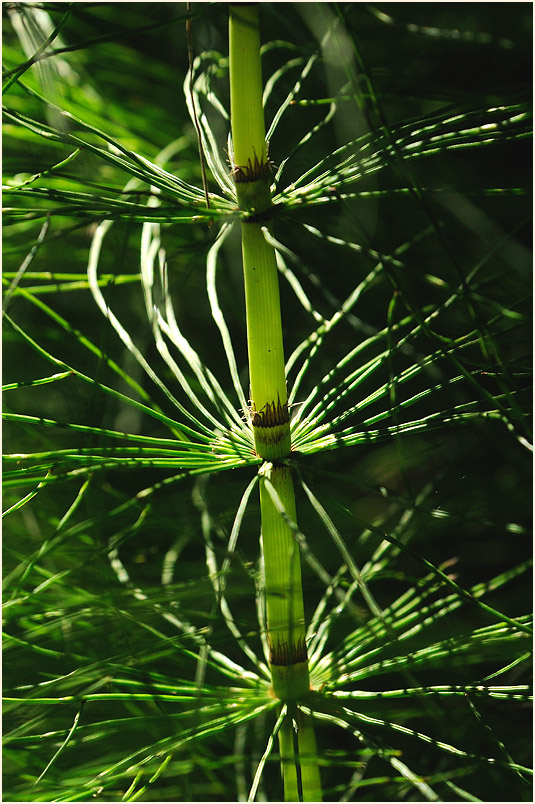 Riesen-Schachtelhalm (Equisetum telmateia)