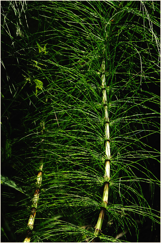 Riesen-Schachtelhalm (Equisetum telmateia)