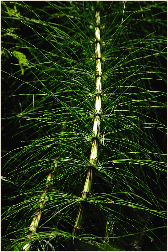 Riesen-Schachtelhalm (Equisetum telmateia)