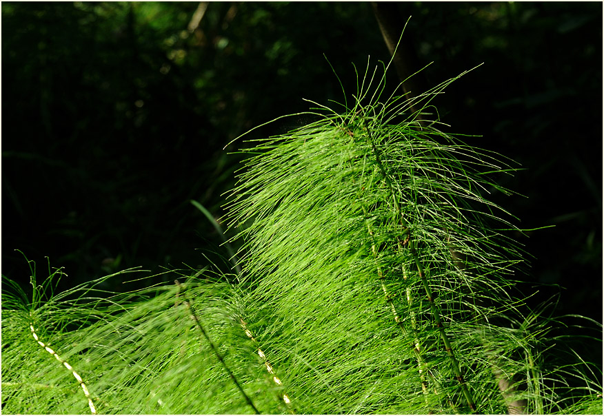 Riesen-Schachtelhalm (Equisetum telmateia)