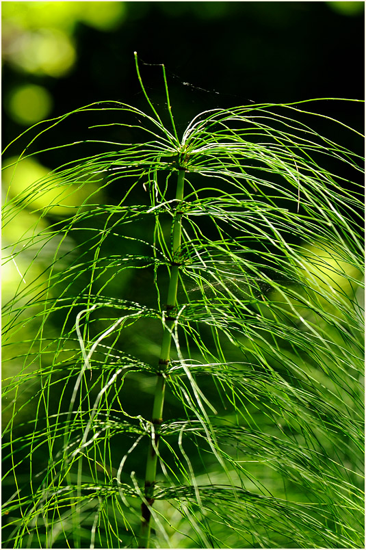 Riesen-Schachtelhalm (Equisetum telmateia)