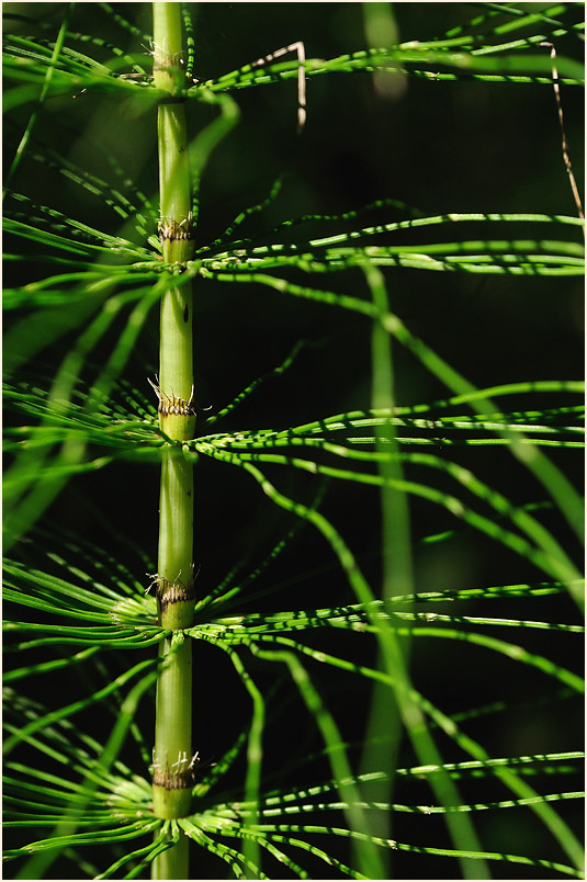 Riesen-Schachtelhalm (Equisetum telmateia)