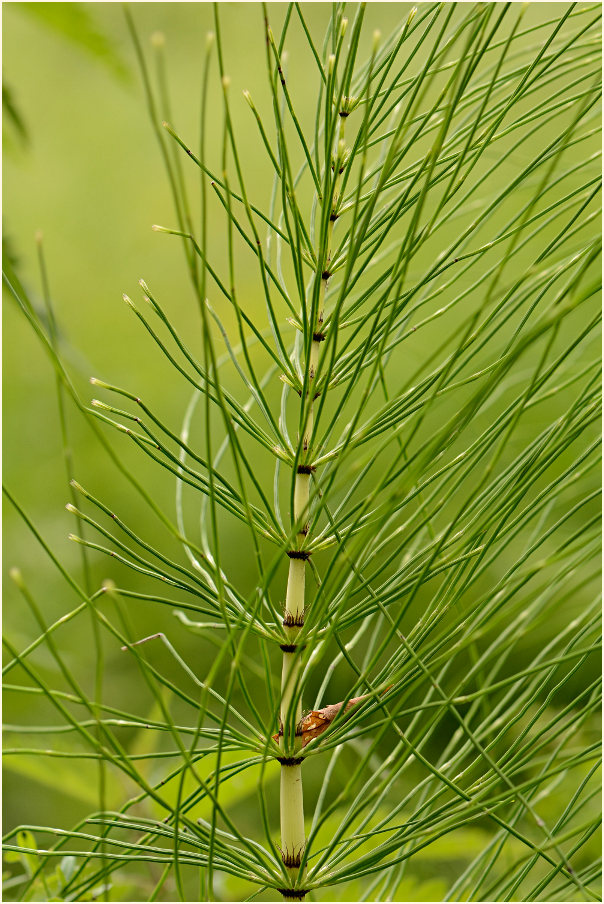 Riesen-Schachtelhalm (Equisetum telmateia)