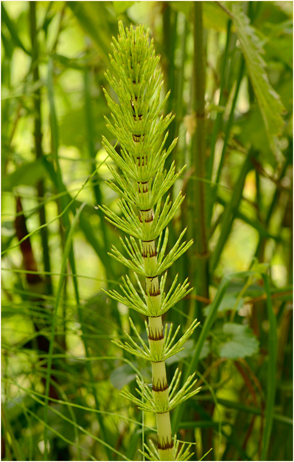 Riesen-Schachtelhalm (Equisetum telmateia)