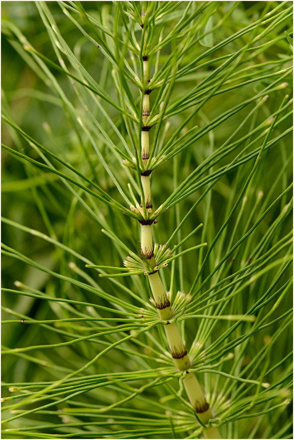 Riesen-Schachtelhalm (Equisetum telmateia)