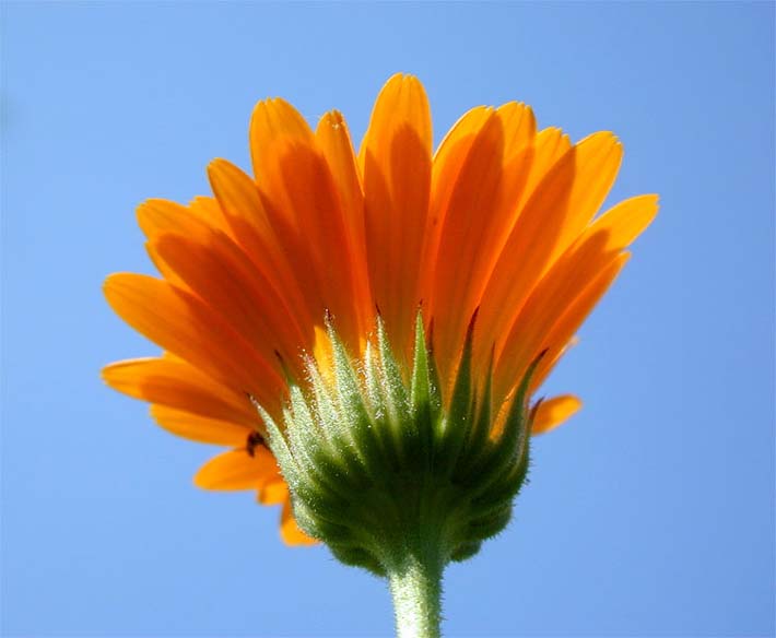 Ringelblume (Calendula officinalis)