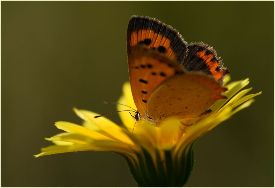 Ringelblume (Calendula officinalis)