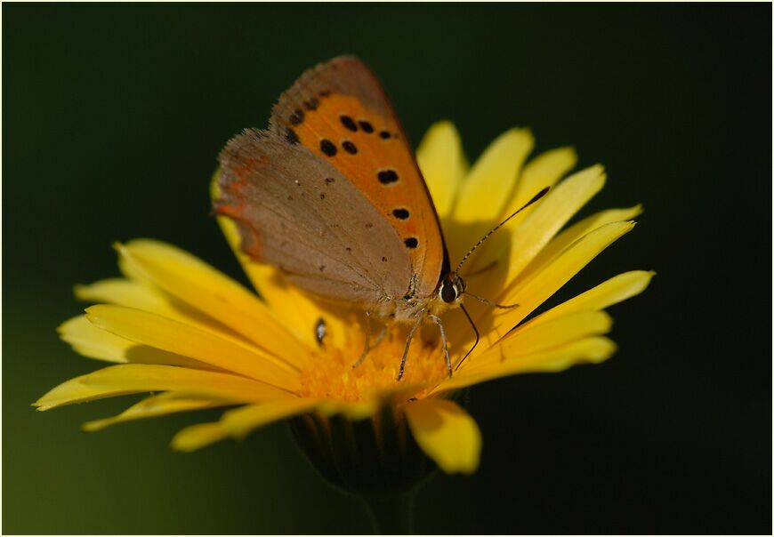 Feuerfalter auf Ringelblume (Calendula officinalis)