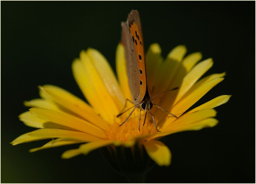 Feuerfalter auf Ringelblume (Calendula officinalis)