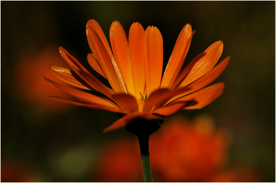 Ringelblume (Calendula officinalis)