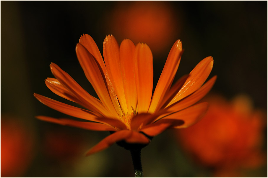 Ringelblume (Calendula officinalis)