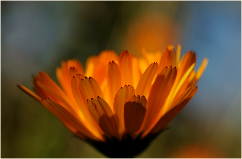 Ringelblume (Calendula officinalis)