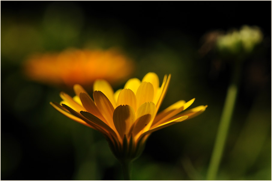 Ringelblume (Calendula officinalis)