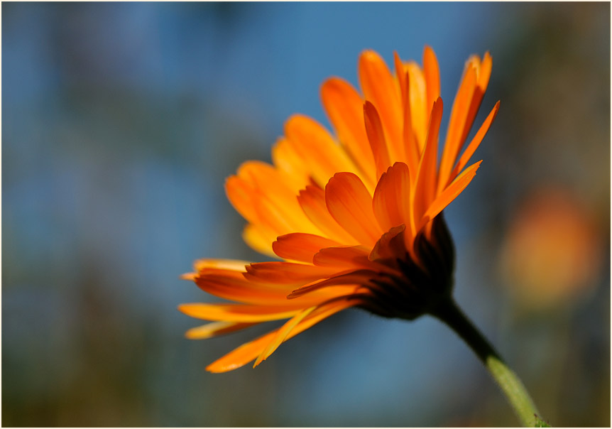 Ringelblume (Calendula officinalis)