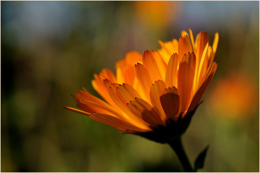 Ringelblume (Calendula officinalis)