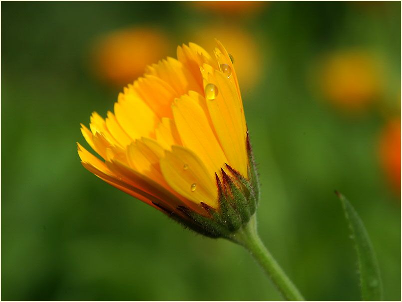 Ringelblume (Calendula officinalis)