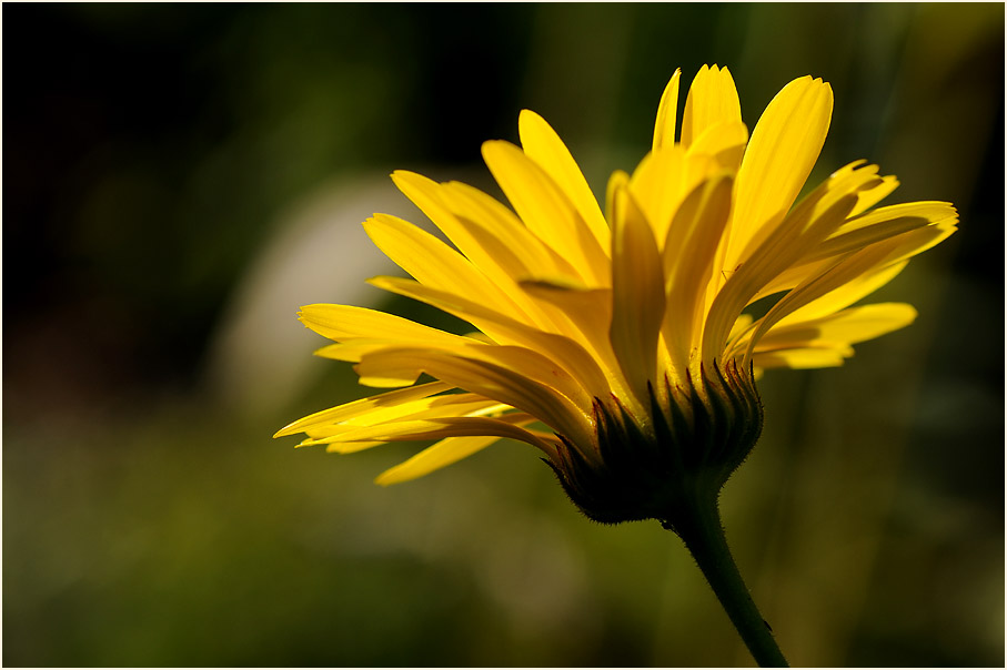 Ringelblume (Calendula officinalis)