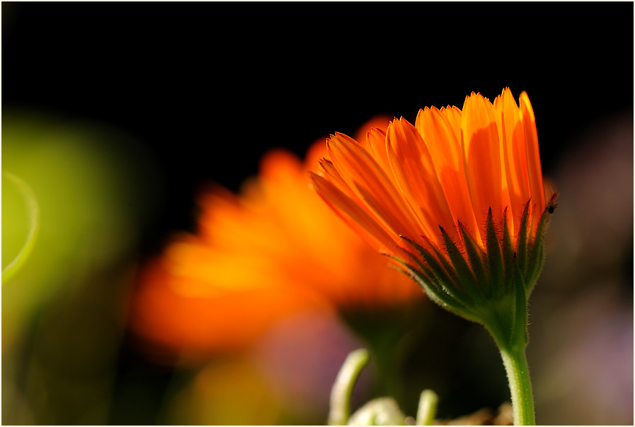 Ringelblume (Calendula officinalis)