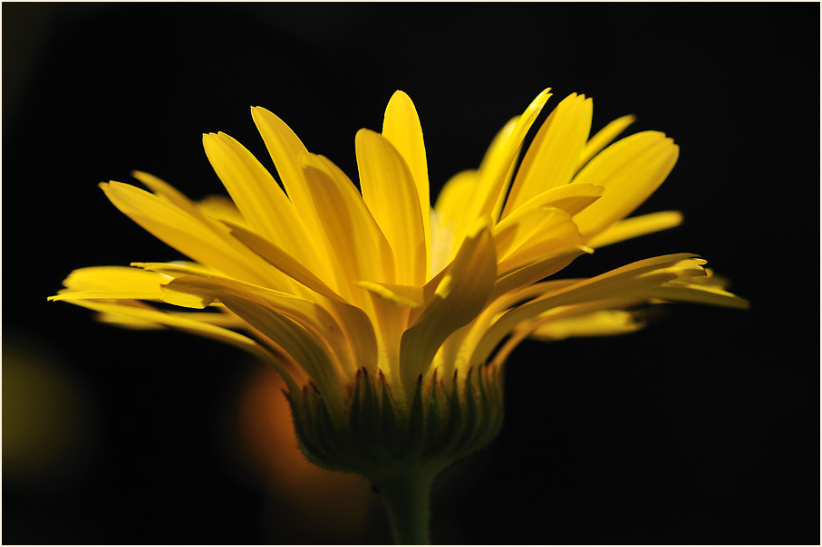 Ringelblume (Calendula officinalis)