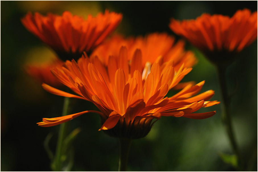 Ringelblume (Calendula officinalis)