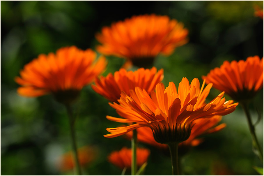 Ringelblume (Calendula officinalis)