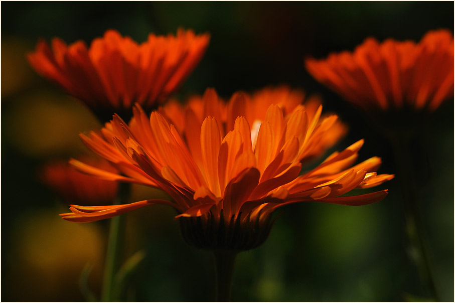 Ringelblume (Calendula officinalis)