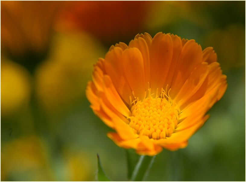 Ringelblume (Calendula officinalis)