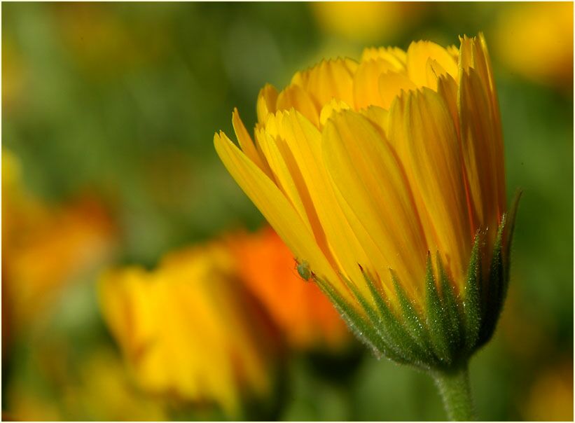 Ringelblume (Calendula officinalis)