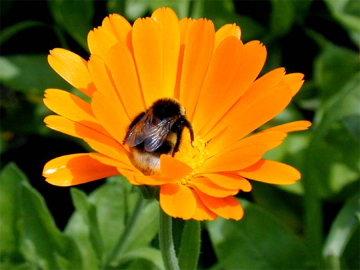 Ringelblume (Calendula officinalis)