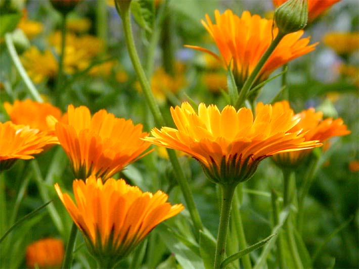 Ringelblume (Calendula officinalis)