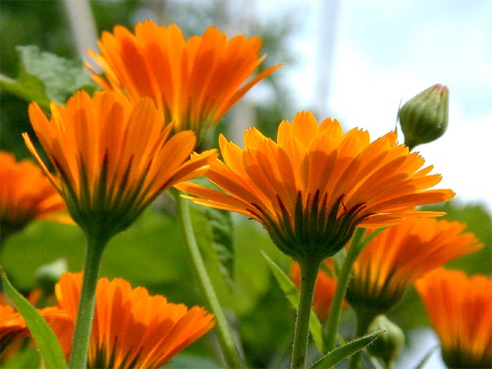 Ringelblume (Calendula officinalis)