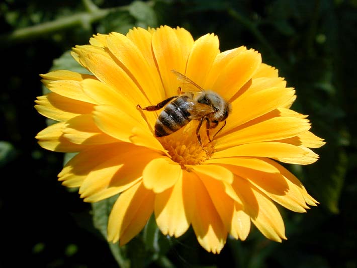 Ringelblume (Calendula officinalis)