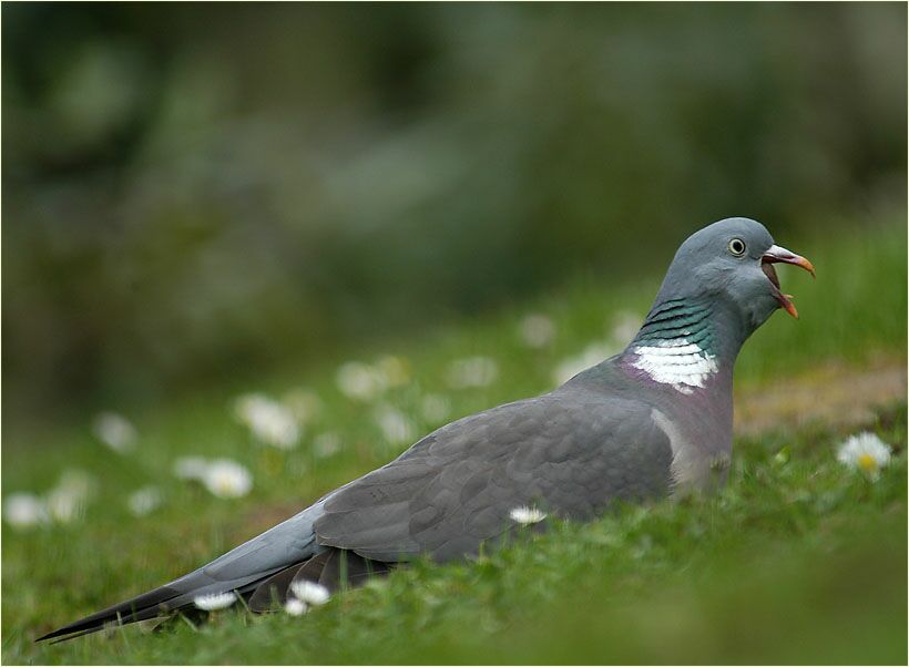 Ringeltaube