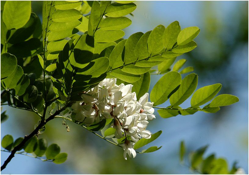 Robinie (Robinia)