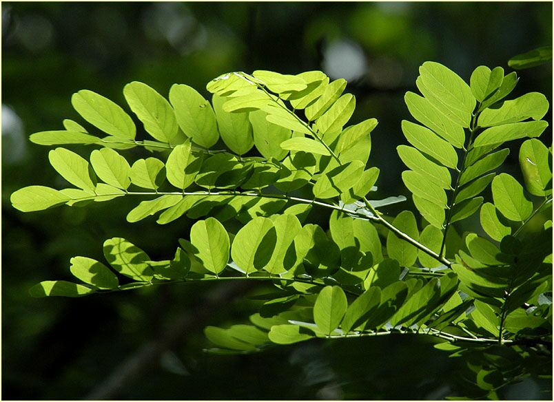 Robinie (Robinia)